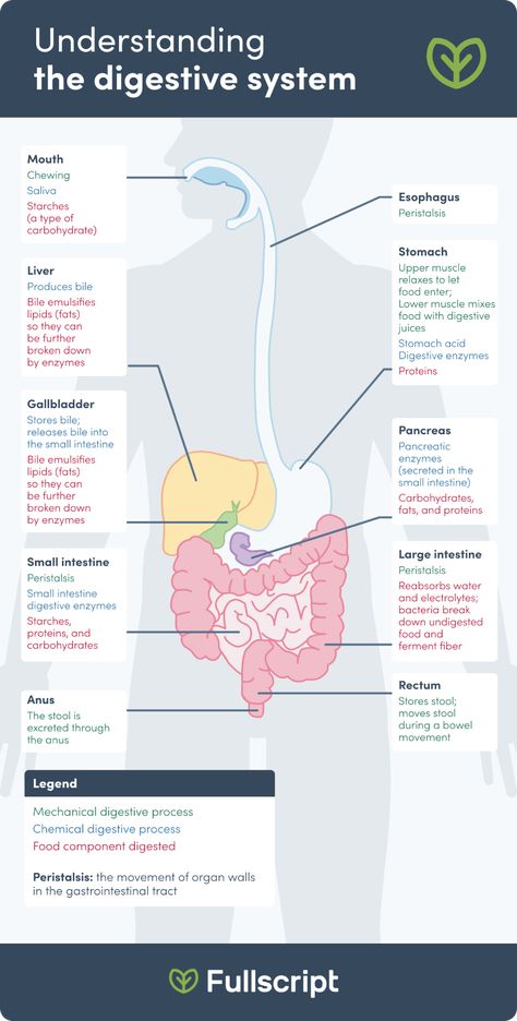 Digestive Health: Understanding the Digestive System | Fullscript Chem Notes, Smooth Muscle Tissue, Good Gut Health, Digestive System Function, Enteric Nervous System, Simple Diet, Gastrointestinal Disease, Gastrointestinal Disorders, The Digestive System