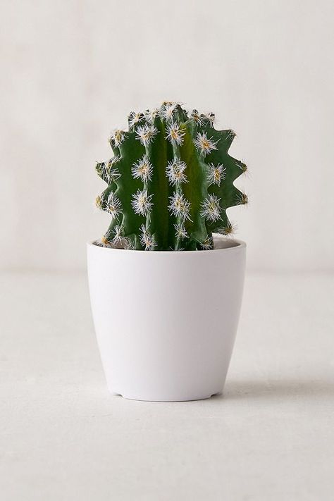 faux cactus plant as party favor Dorm Desk Decor, Faux Cactus, Plastic Planters, Home Apartment, Cactus Art, Plant Aesthetic, Plastic Pots, Apartment Room, Bedroom Inspo