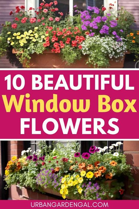 Transform your front windows into a stunning floral display with our window box flower guide. Discover the best flowers for window boxes, how to choose the right soil and containers, and tips for watering and maintenance. Add curb appeal and beauty to your home with these beautiful flowers for window boxes. Best Window Box Flowers, Best Flowers For Window Boxes, Flowers For Window Boxes, Propagate Lavender, How To Propagate Lavender, Window Box Plants, Add Curb Appeal, Porch Plants, Box Flowers