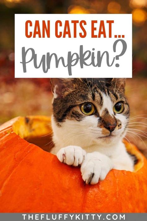 Pumpkin For Cats, Cat Food Recipes, Benefits Of Pumpkin, Toxic To Cats, Starbucks Pumpkin Bread, Healthy Cat Food, Grain Free Cat Food, Pumpkin Puree Recipes, Fluffy Kitty