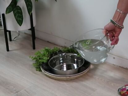 Dog Bowl Ideas, Dog Water Bowl, Sports Drink Bottle, Bowl Ideas, Plant Saucer, Creeping Jenny, Splash Free, Dog Water Bowls, Enough Said