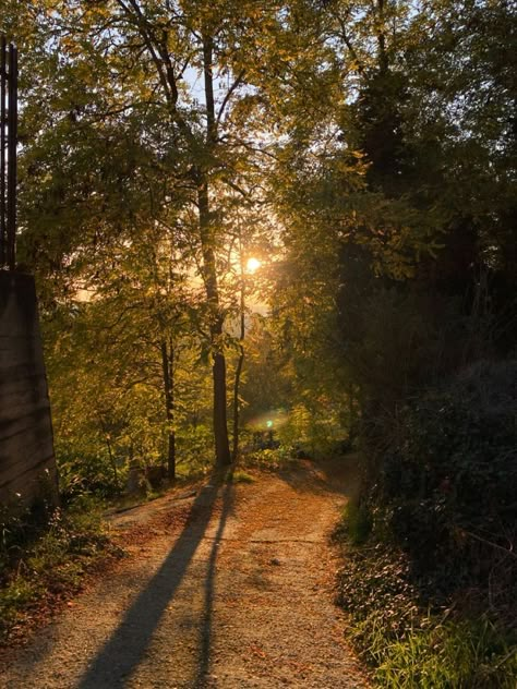 Golden Hour Green Aesthetic, Brown Green And Gold Aesthetic, Hazel Pictures Aesthetic, Golden Hour Forest Aesthetic, Green Brown Eyes Aesthetic, Brownish Green Aesthetic, Greenish Brown Aesthetic, Golden Green Aesthetic, Fall Woods Aesthetic