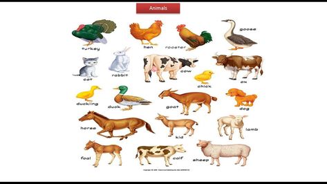 Domestic Animals Chart, Young Ones Of Animals, Animals Chart, Kids Learning Charts, Animal Pictures For Kids, Farm Animals Preschool, Preschool Charts, Animals Name In English, Teach English To Kids