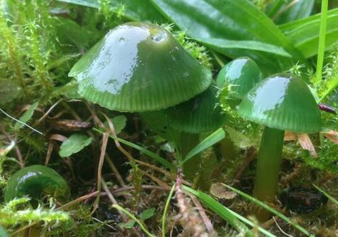 Gliophorus psittacinus, Parrot Waxcap, identification Parrot Waxcap, Fungi Images, Dnd Druid, Vascular Plant, Wild Mushrooms, Reference Images, Pictures Images, Shades Of Yellow, Image Types