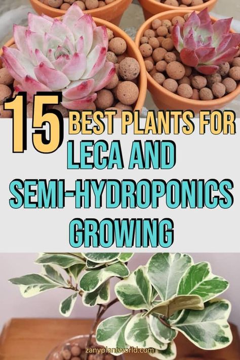 Semi Hydroponic Houseplants, Semi Hydroponics, Euphorbia Plant, Anthurium Plant, Peperomia Plant, Sansevieria Plant, Philodendron Plant, Succulent Soil, Best Plants