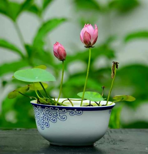 Bowl Lotus Plant, Small Water Gardens, Container Water Gardens, Rusty Garden, Lotus Plant, Lotus Pods, Herb Garden Design, Plant Problems, Water Gardens