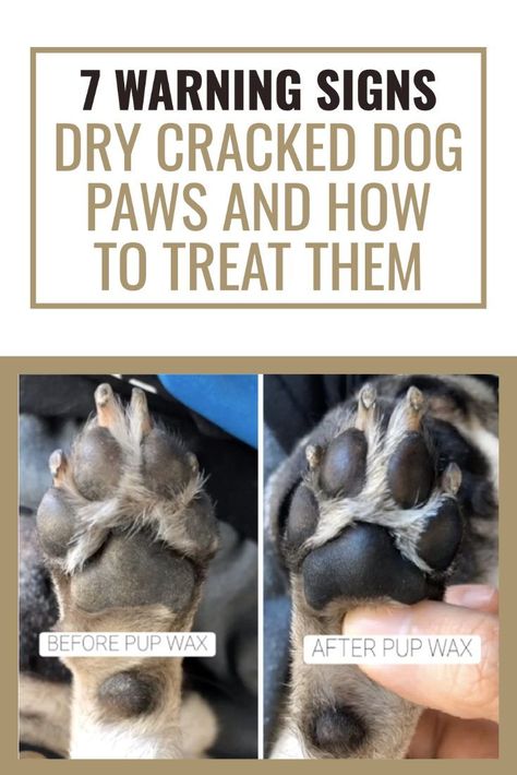 Dogs Paws Care, How To Soften Dog Paw Pads, How To Clean Dog Paws, Cracked Paws Remedy, Cleaning Dog Paws, Dry Dog Paws, Dog Meds, Dog Paw Care, Paw Wax