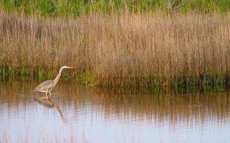 Escape to Indianola, a True Ghost Town on Matagorda Bay Texas Monthly, Texas Parks, Art Moto, Texas History, Free Beach, Ghost Town, Beach Camping, Mississippi River, Rv Parks