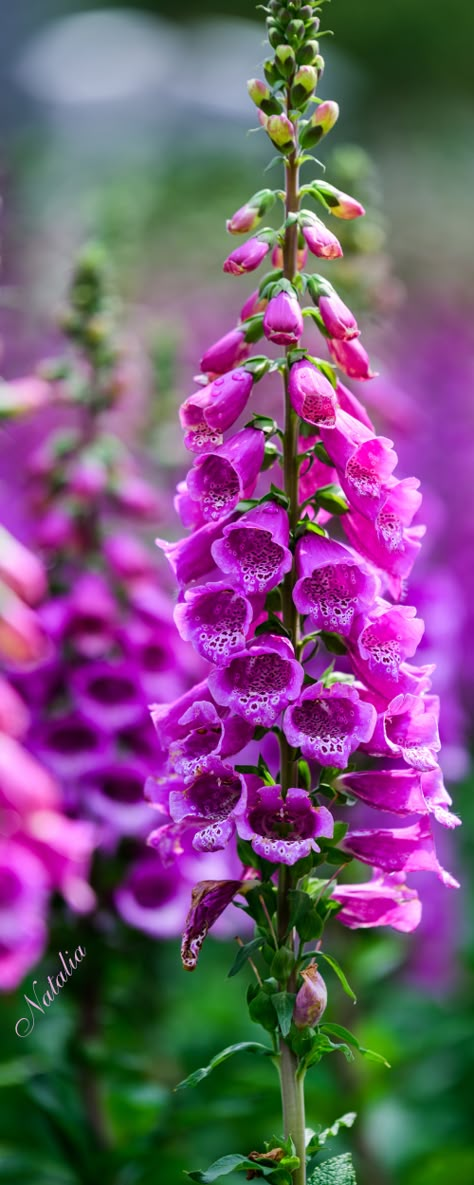 Digitalis (Foxglove) Foxglove Garden Ideas, Fox Gloves, Foxglove Flower, Foxglove Flowers, Fox Glove, Bouquet Inspiration, Cascade Mountains, Favorite Flower, Smile Because