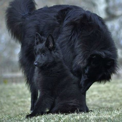 Belgian Shepherd Groenendael, Best Farm Dogs, Black Dogs Breeds, Sheep Dog Puppy, Belgian Sheepdog, Apocalypse Aesthetic, Black Dogs, Black German Shepherd