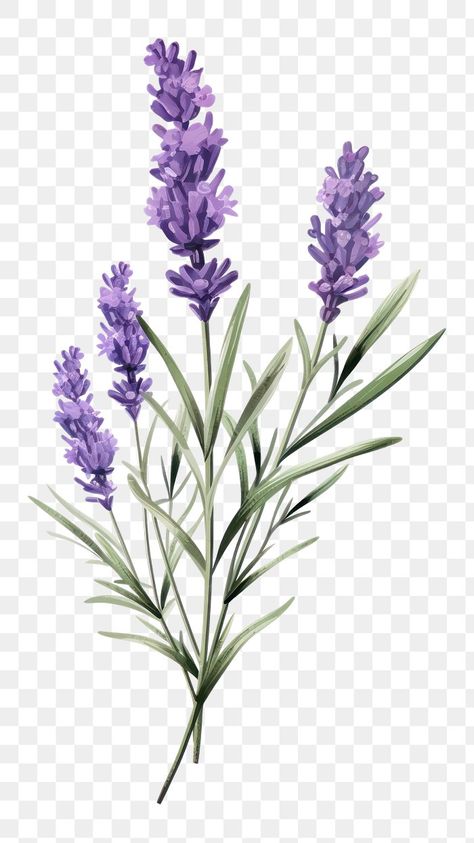 Lavender blossom flower plant. | Premium Photo Illustration - rawpixel Lavender Colour Background, Lavender Illustration, Lavender Blossom, Lavender Plants, Lavender Background, Lavender Petals, Sublimacion Ideas, Purple Plants, Cerámica Ideas