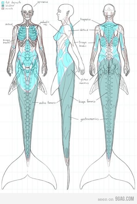 Anatomy Of A Mermaid. Now I just like seeing all you dumbasses argue over a drawing. Haha :) Mermaid Drawings, Real Mermaids, Samurai Tattoo, Mermaids And Mermen, Mermaid Life, Children's Rights, 캐릭터 드로��잉, Vampire Knight, Poses References