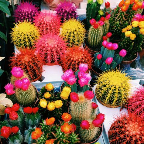 Columbia Rd Flower Market - colourful Cacti. Tropical Cactus | Design Soda blog. Columbia Road Flower Market, Columbia Road, Cactus Design, Garden Centre, Cactus And Succulents, Flower Market, Man In Love, Garden Center, Columbia