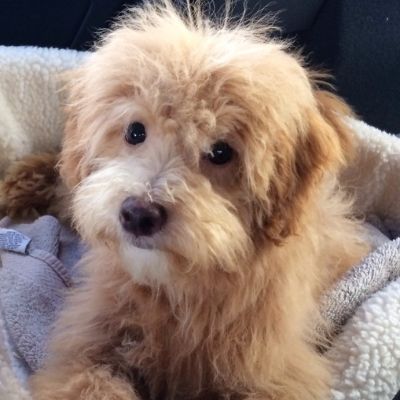 PooTon Puppy Breeder - PooTon Puppies for Sale - Petite Joie Puppies Pooton Puppy, Havapoo Puppies, Shih Poo, Toy Poodle Puppies, Maltipoo Puppy, Havanese Puppies, Coton De Tulear, Companion Dog, Poodle Puppy