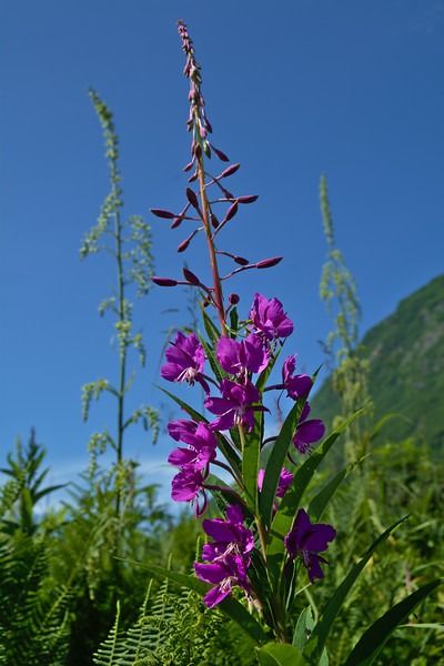 Common Fireweed Chamaenerion angustifolium - Alaska Wildflower Guide Fireweed Tattoo, Alaska Wildflowers, Tattoo Coverup, Alpine Meadow, Doodle Inspiration, Forest Service, Wild Food, Forest Fire, Evening Primrose