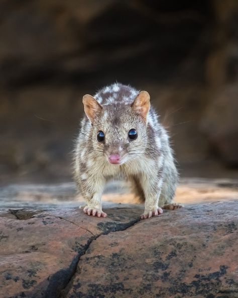 An adorable baby Australian quoll! Ginger Brown, Australian Wildlife, Heart Emoji, Tasmanian Devil, Sharp Teeth, Endangered Animals, Australian Animals, Animal References, Animal Photos