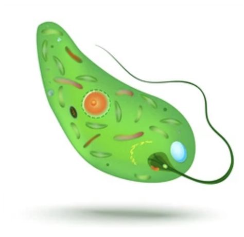 FLAGELLATED PROTOZOANS AND THEIR CHARACTERISTICS: Flagellated protozoans are a diverse group of single-celled organisms within the kingdom Protista that move Single Celled Organisms, Tsetse Fly, Abdominal Cramps, Aquatic Ecosystem, Structure And Function, Genetic Disorders, Similarities And Differences, Symbiotic Relationships, Animal Behavior