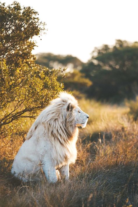 Lion Photography, Beautiful Lion, Lions Photos, Il Re Leone, Albino Animals, Baby Elefant, Lion Images, Lion Pictures, White Lion