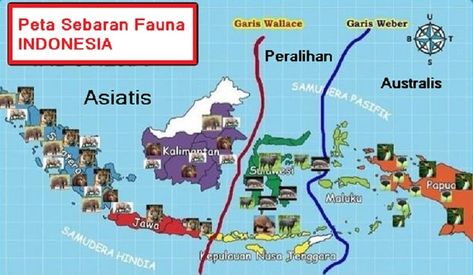 fAUNA Animal Infographic, Ikan Air Tawar, Illustrated Map, Peta, School Projects, Geography, Indonesia, Map, History