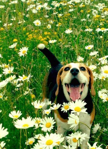 Such a beautiful picture! Beagle Pictures, Field Of Daisies, Pocket Beagle, Dog Breeds Pictures, Puppy Obedience Training, Positive Dog Training, Bulldog Breeds, Basic Dog Training, Cute Beagles