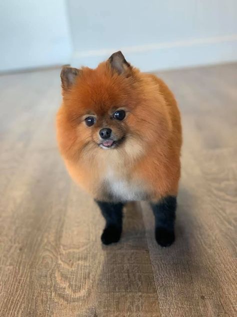 Pomeranian Dyed Hair, Pomeranian Fox Haircut, Black And Brown Pomeranian, Fox Face Pomeranian Haircut, Pomeranian Haircut Hairstyles, Pomeranian Grooming, Brown Pomeranian, Pomeranian Colors, Fluffy Pomeranian