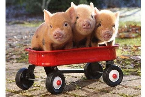 Micro Pigs, Teacup Pigs, Pig Pictures, Cute Piglets, Mini Pigs, Cute Piggies, Red Wagon, Pet Pigs, Baby Pigs