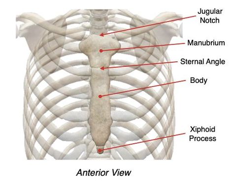 Features of the Sternum✦ The sternum (breastbone) consists of three fused bones located anteriorly on the midline of the thorax. the manubrium, the body and the xiphoid process Xiphoid Process, Yoga Anatomy, Calories Per Day, Skeletal System, Body Awareness, Resistance Training, Skeletal, Mind Body Soul, Week Meal Plan