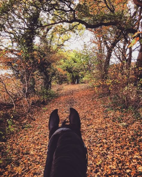 Horseback Riding Aesthetic, Aesthetic Horses, Riding Aesthetic, Autumn Court, Horse Riding Aesthetic, Equestrian Photography, Riding Tips, Horse Ears, Horse Riding Tips