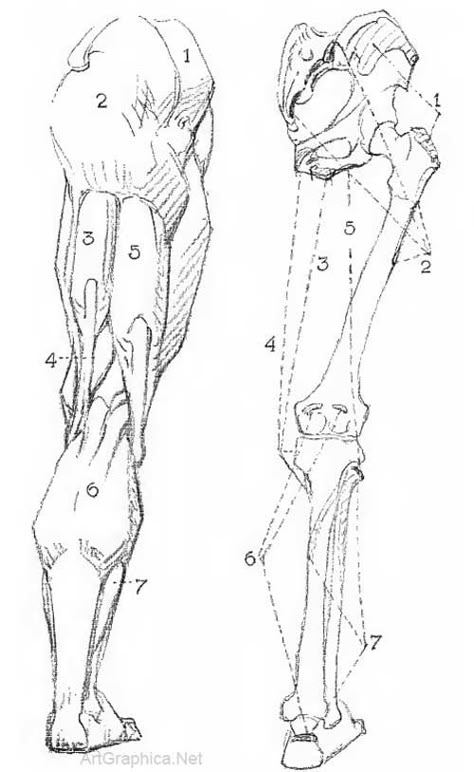 lower leg anatomy, drawing legs, free art books Bending Leg Reference, Lower Leg Anatomy, Leg Anatomy Drawing, Bridgeman Anatomy, Constructive Anatomy, George Bridgman, Leg Anatomy, Drawing Legs, Human Anatomy Drawing