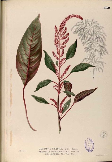 Amaranthus cruentus - circa 1875 Amaranthus Flower, Globe Amaranth Flower, Amaranth Plant, Amaranth Flower, Globe Amaranth, Tree Drawings Pencil, Cascading Flowers, Botanical Painting, Tree Drawing