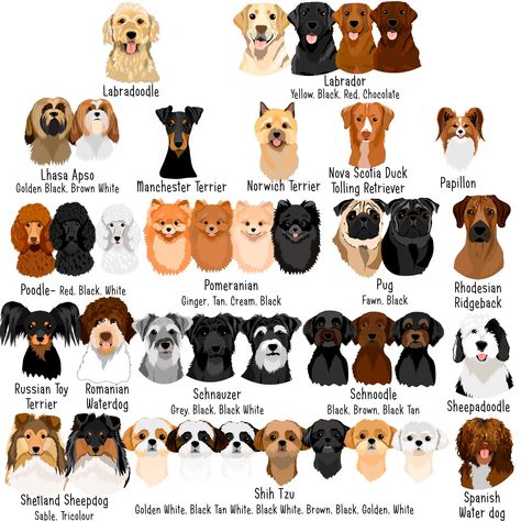 Dog Cushion Cover Personalised 57 Dog Breeds, Dog Design Art, Female Dog Collars, Drawn Dog, Green Dog Collar, Unique Dog Breeds, Velvet Dog Collar, Dog Illustrations, Luxury Dog Collars