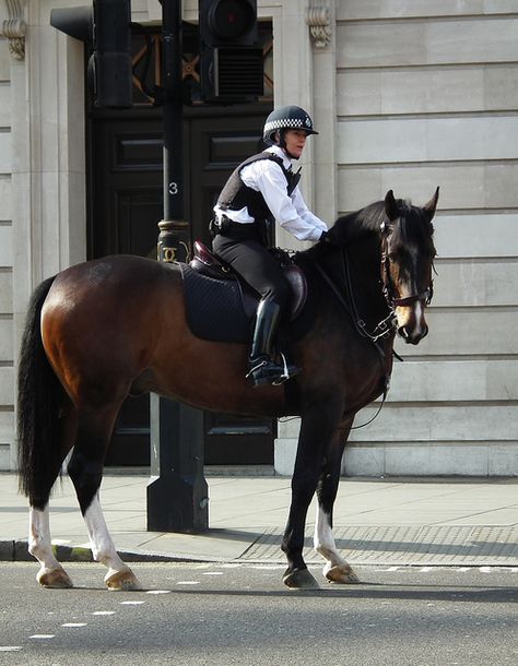 Irish Draught. Met Police Mounted Division by kenjonbro on Flickr. Mounted Police Horses, Irish Draft Horse, Police Horse, Met Police, Fire Trucks Pictures, Irish Sport Horse, Connemara Pony, Unique Creatures, Police Lives Matter