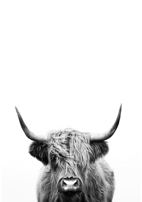 Highland Cow Print Black and White Home Decor Wall Art | Etsy Farmhouse Decor Black, Highland Cow Painting, Cow Photography, Black And White Home Decor, Cow Tattoo, Cow Wallpaper, Highland Cow Art, Black And White Home, Cow Print Wallpaper