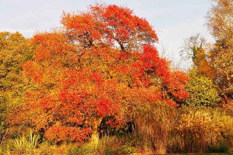 A terrific ornamental shade tree and a standout in the fall, Nyssa sylvatica (Black Gum) is a small, slow-growing, stately, deciduous tree with a dense, pyramidal habit. Typically, many slender, horizontally spreading branches grow from a straight trunk and provide this elegant, broadly conical habit. However, the shape of the crown may vary from tree to tree, some displaying a flat-topped crown. In spring, tiny, inconspicuous, greenish-white flowers appear in clusters at the top of a long stalk Black Gum Tree, Nyssa Sylvatica, Fall Borders, Flowering Cherry Tree, Columnar Trees, Bald Cypress, Gum Tree, Border Plants, Fall Garden