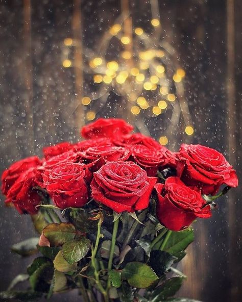 Roses For Her, Love Rose Flower, Nature Garden, Beautiful Rose Flowers, Romantic Roses, Rose Wallpaper, Love Rose, Love Wallpaper, Flowers Photography