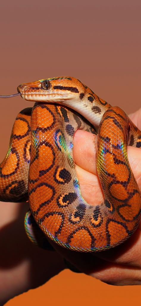 Rainbow Boa Snake, Types Of Snakes, Snake Species, Cool Snakes, Rainbow Snake, Types Of Snake, Pretty Snakes, Colorful Snakes, Cute Reptiles