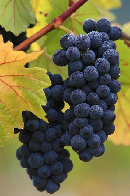 Bunch Of Grapes, Black Grapes, Fruit Photography, Beautiful Fruits, Fruit Garden, Exotic Fruit, Fresh Fruits And Vegetables, Wine Clubs, Delicious Fruit