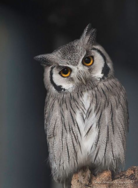 Scops Owl, Owl Photography, Owl Artwork, Owl Wallpaper, Owl Photos, Nocturnal Animals, Owl Pictures, Great Horned Owl, Beautiful Owl