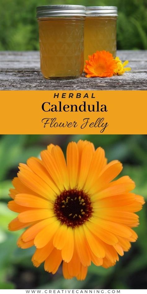 Recipes With Calendula, Calendula Recipes Food, Marigold Jelly, Wild Flower Jelly, Flower Jam, Herbal Jelly, Calendula Magic, Flower Widget, Calendula Tea