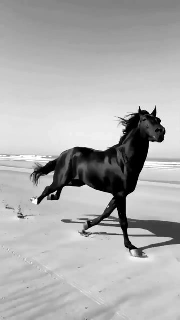 Horse Running Video, Running Video, Running Fast, Fjord Horse, Horse Running, Horse Videos, Friesian Horse, Black Horse, Horse Photos