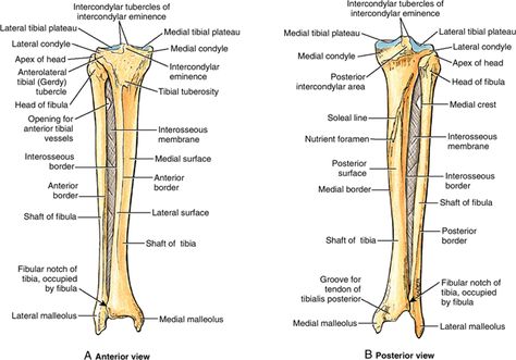 tibia bony land mark Quadriceps Femoris, Parts Of The Knee, Soleus Muscle, Joints Anatomy, Tensor Fasciae Latae, Knee Bones, Anatomy Bones, Leg Bones, Ligament Injury