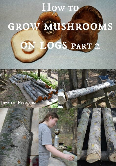 How to grow mushrooms on logs Part 2 -- Joybilee Farm Different Types Of Mushrooms, How To Grow Mushrooms, Mushroom Farming, Types Of Mushrooms, Grow Mushrooms, Growing Mushrooms At Home, Mushroom Varieties, Mushroom Grow Kit, Mushroom Cultivation