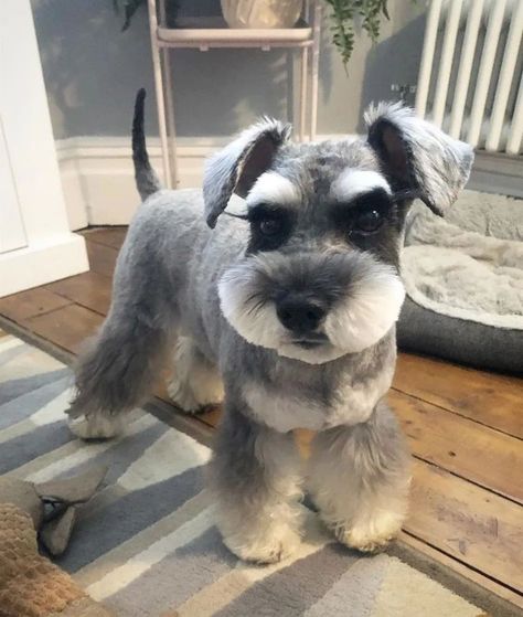 Schnauzer Face Grooming, Schnauzer Haircut Hairstyles, Mini Schnauzer Grooming Haircuts, Schnauzer Grooming Styles, Miniature Schnauzer Haircut, Schnauzer Haircuts, Teacup Schnauzer, Schnauzer Cut, Schnauzer Grooming