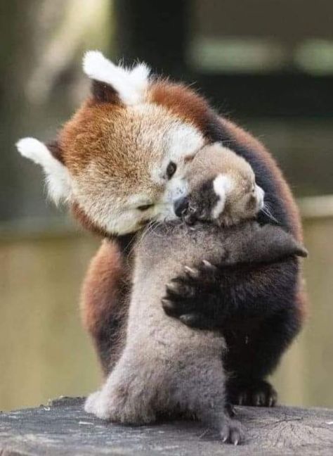 Red Panda Cute, Red Panda Baby, Photo Facebook, Amazing Animal Pictures, Silly Cats Pictures, Cute Wild Animals, Cute Animal Photos, Red Panda