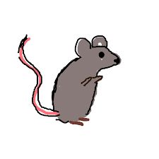 How To Draw Rats, How To Draw Rat, How To Draw A Rat, Cute Rats Drawing, Rat Draw, Rat Doodle, Rats Drawing, Goofy Doodles, Rat Cartoon