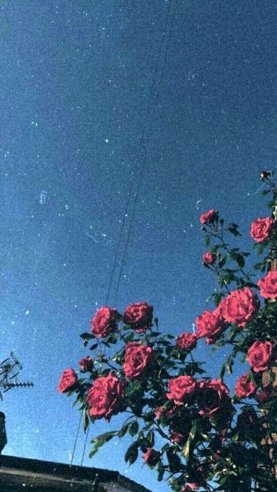 Red Roses, Blue Sky, Roses, Tumblr, Stars, Building, Flowers, Red, Pink