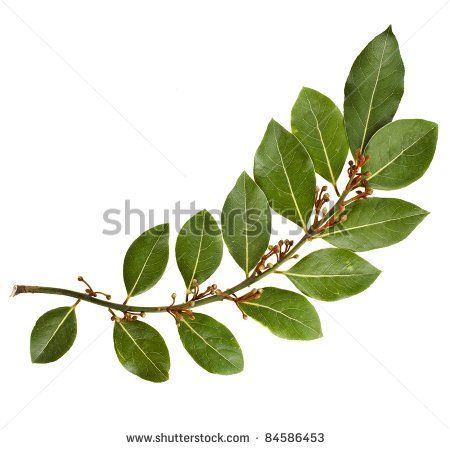 Image result for bay leaf branches Leaves Images, Laurel Branch, Zeus Tattoo, Bay Laurel, Leg Tattoo Men, Leaf Images, Laurel Leaves, Bay Leaves, Tattoo Trends