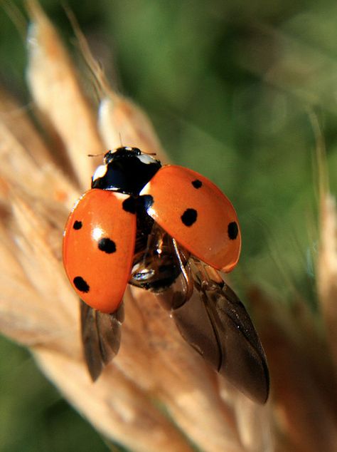 Spread Your Wings and Fly by Isolino, lucky ladybug tattoo, ladybug just landed Ladybug Animal Aesthetic, Aesthetic Ladybug Insect, Ladybug Insect Aesthetic, Flying Ladybug Tattoo, Ladybug Aesthetic Insect, Tattoo Ladybug, Ladybug Flying, Ladybug Photography, Flying Ladybug