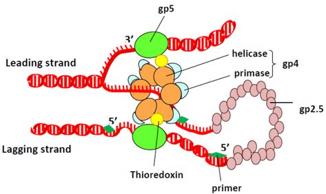 Difference Between DNA Ligase and DNA Polymerase Check more at https://in4arts.com/difference-between-dna-ligase-and-dna-polymerase.html Dna Ligase, Dna Polymerase, Toyota Camry, Toyota