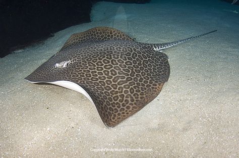 Leopard Whipray- Himantura undulata Eagle Ray, Manta Rays, Life Aquatic, Mermaid Dreams, Marine Fish, Water Life, Aquatic Plants, Sealife, Stingray